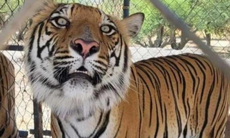Incautan 10 tigres, seis jaguares y cinco leones en Jalisco