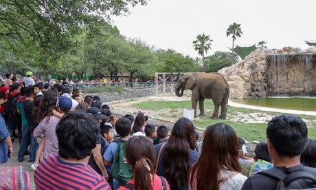 Elefante 'Monty' festeja su 17 aniversario en La Pastora