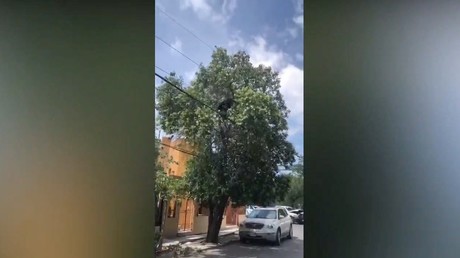 Reportan oso arriba de árbol en la colonia Buenos Aires
