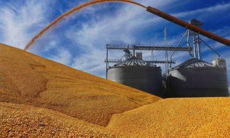 Canadá se une a EUA y México en 'lucha' por maíz transgénico