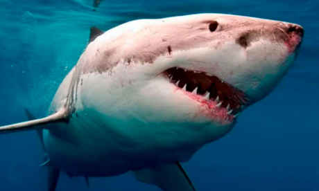 Captan a tiburón devorando a hombre en Egipto