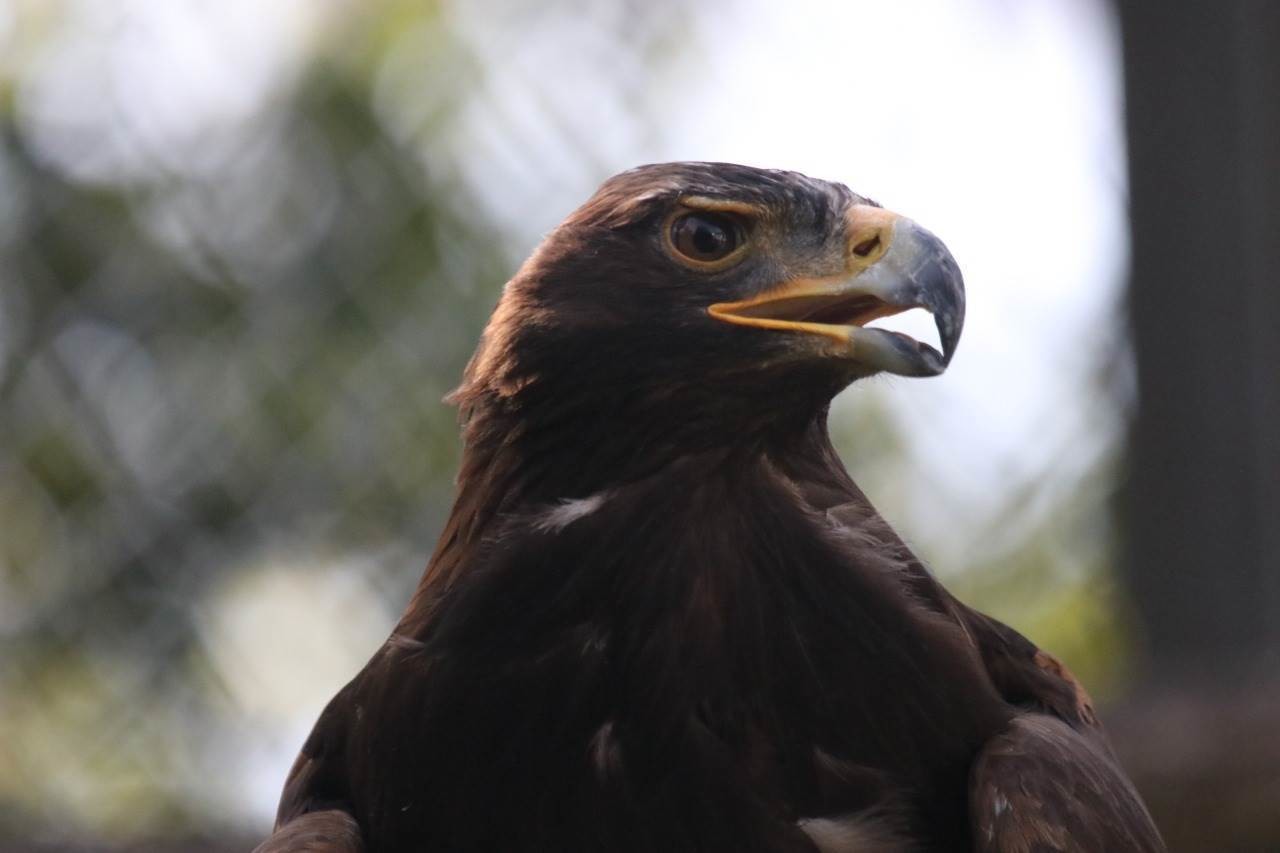 Llegan águilas reales al Zoológico Tamatán