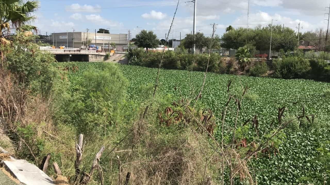 Lirio acuático pone en riesgo a flora y fauna de Anzaldúas