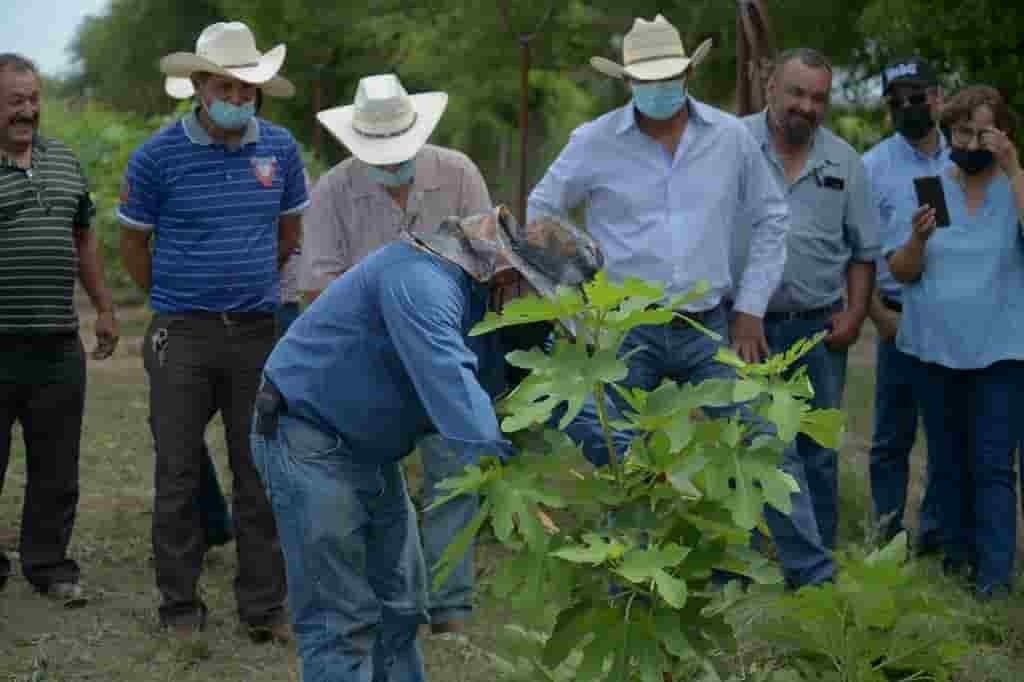 Evolucionan productores de Coahuila en cultivo de higo