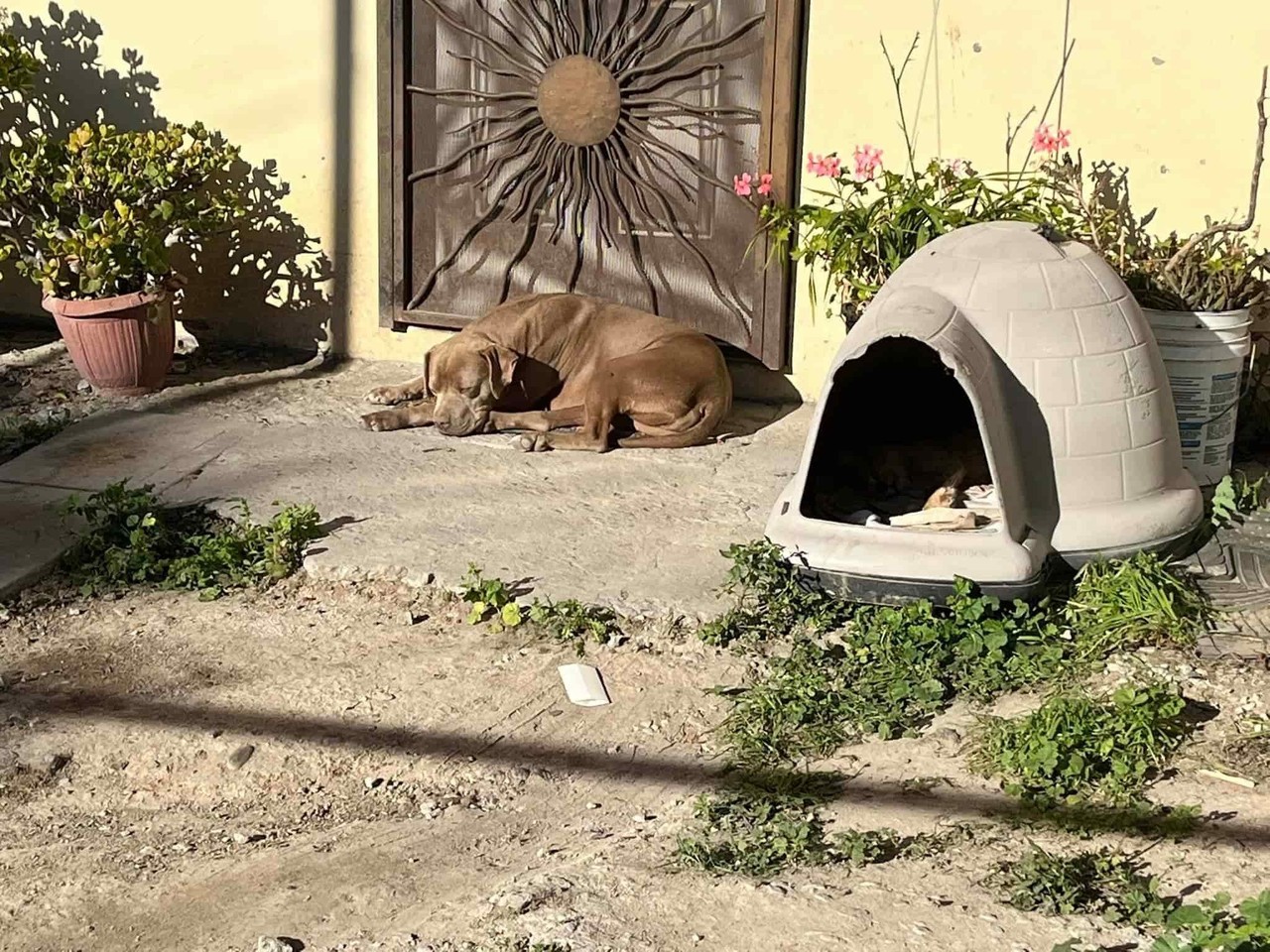 Conmueve perro que espera a periodista asesinada en Tijuana