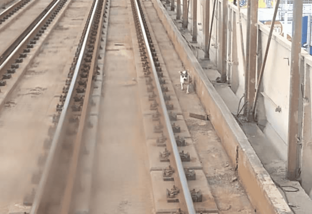 ¡¿Cómo llegó ahí?! Perrito camina por vías del Metro