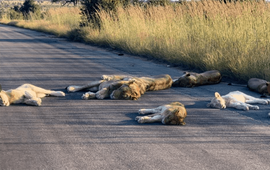 Captan a leones dormidos en carretera durante cuarentena en Sudáfrica