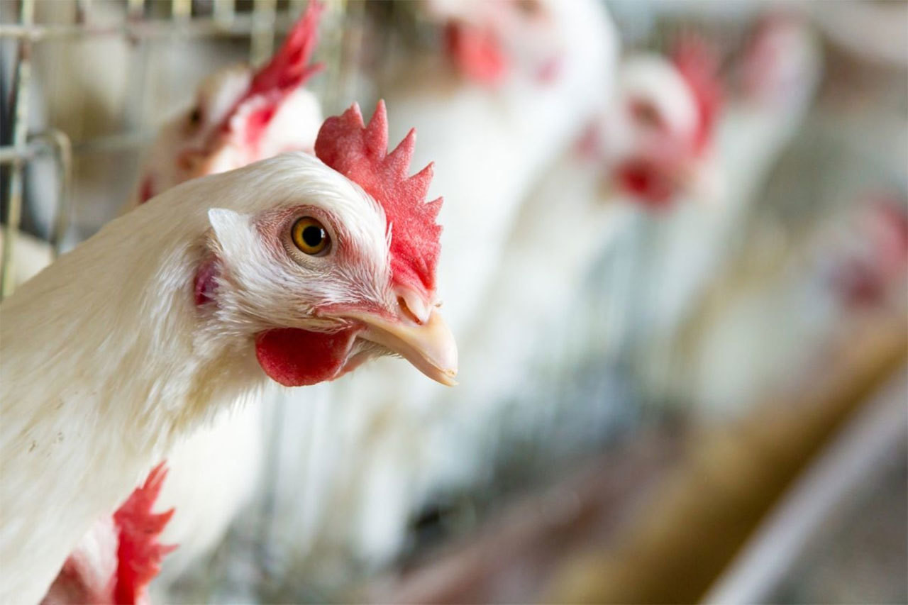 México vacunará aves por protección de influenza aviar AH5N1