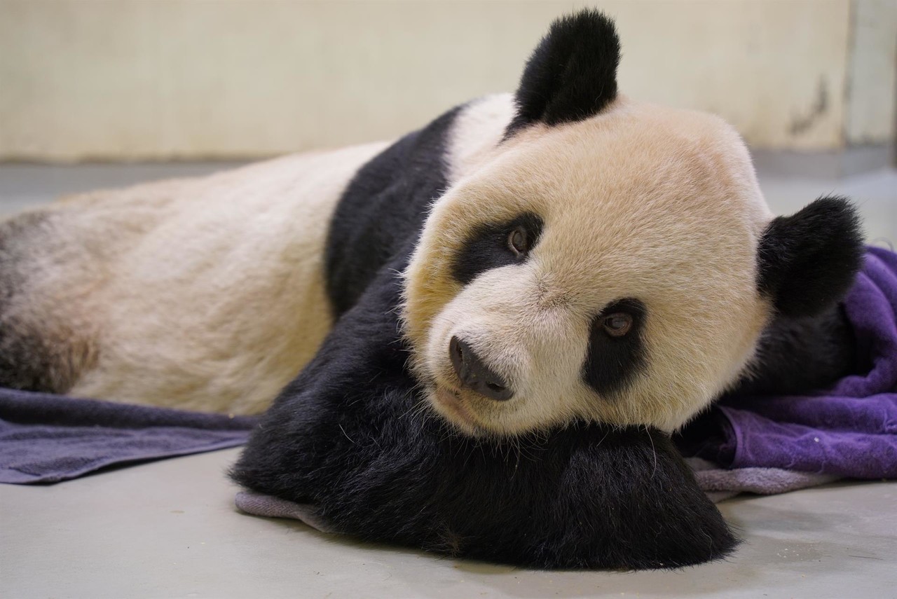 Fallece Tuan Tuan, el oso panda que acercó a China y Taiwán