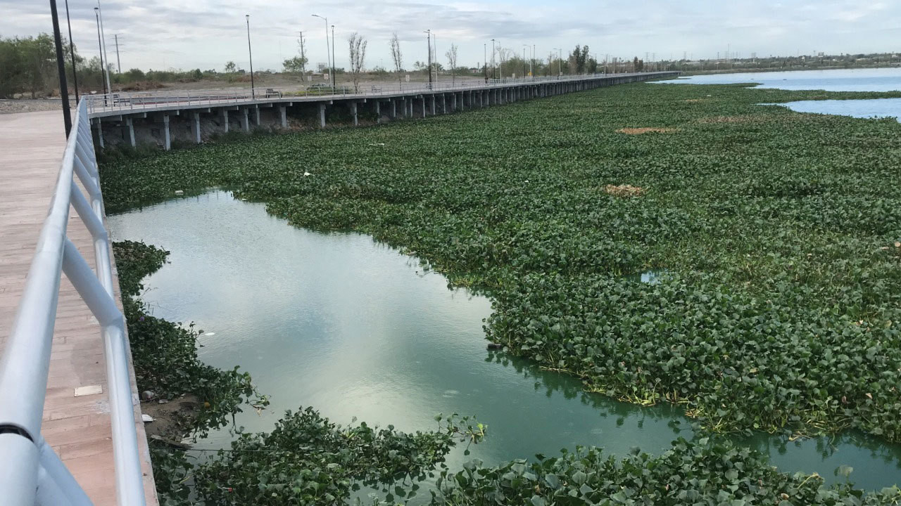 Lirio acuático ahora esta invadiendo la laguna La Escondida