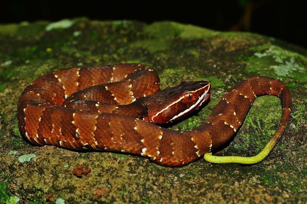 Científicos descubren que las serpientes tienen clítoris