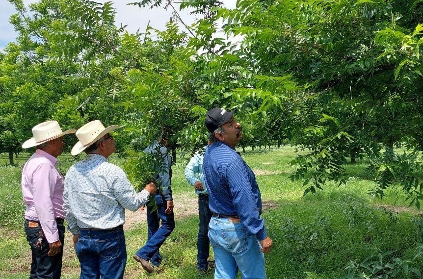 Logra gran aceptación la plantación de nogal en Coahuila