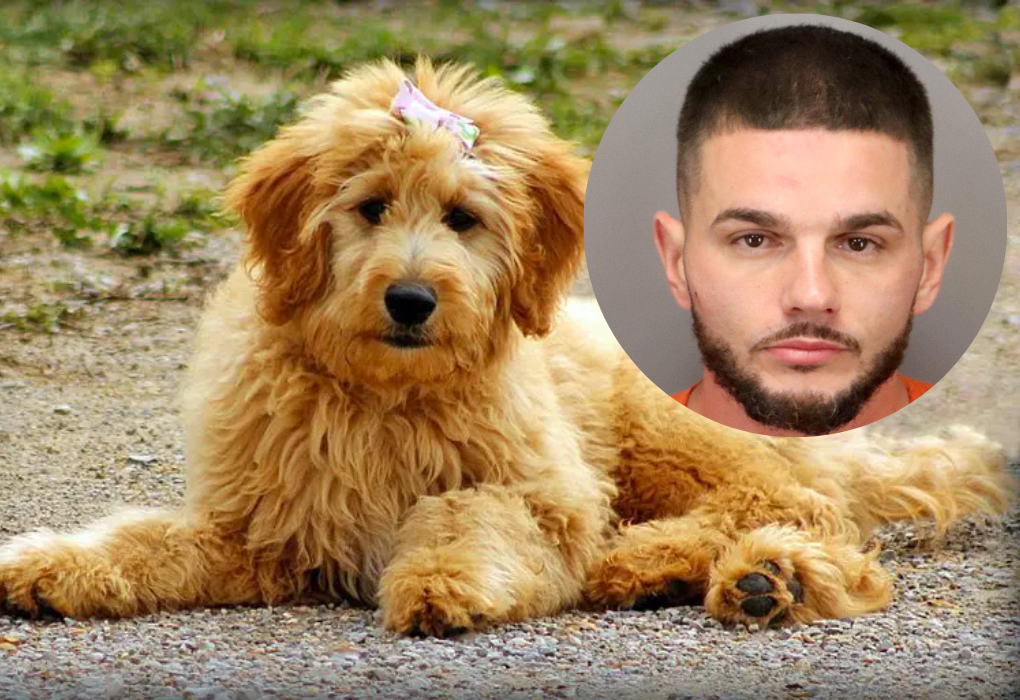 Detienen a un hombre en Florida por abusar de un perro