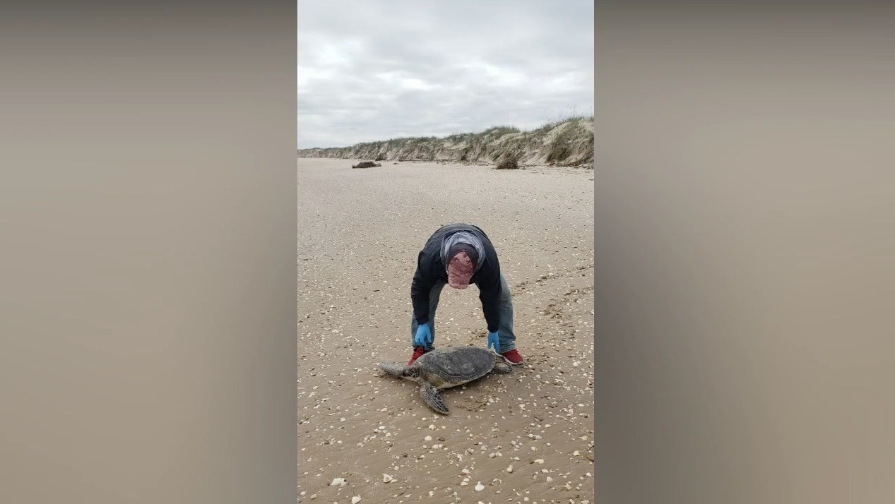 Rescatan tortugas lora y verde ante bajas temperaturas