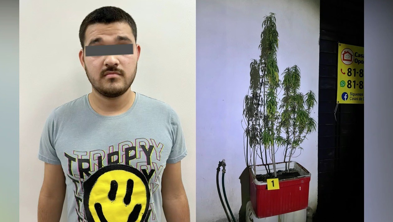 Decomisan planta de marihuana sembrada en hielera tras cateo
