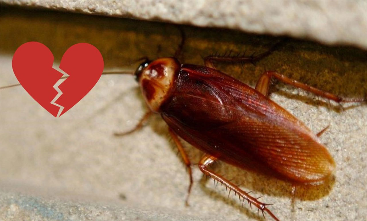 Ponle el nombre de tu ex a una cucaracha en ¡San Valentín!