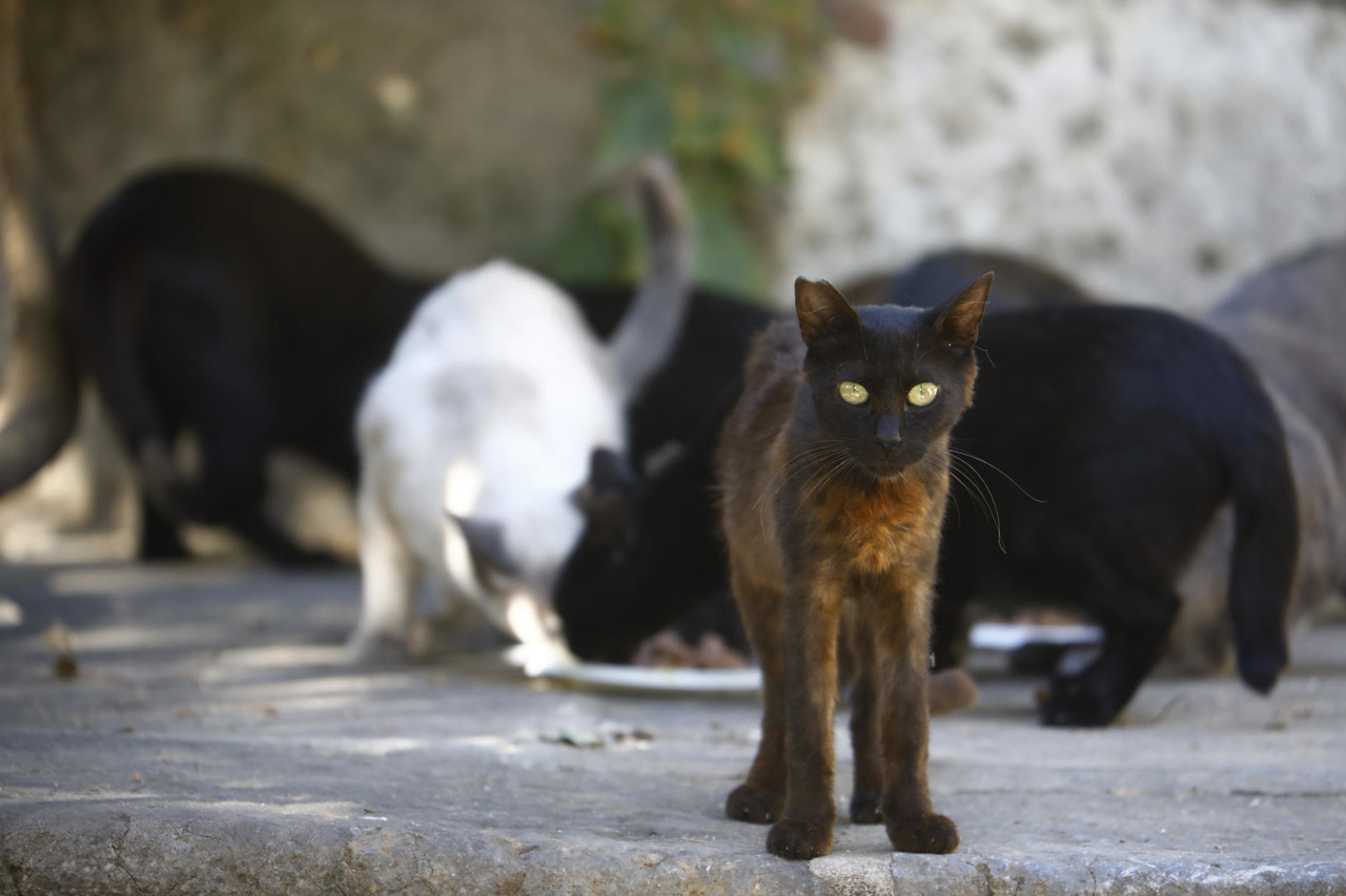 Descubren 2,000 gatos muertos para remedios medicinales
