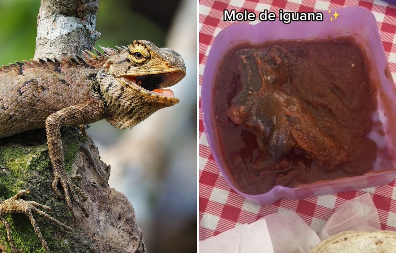 Qué exótico! Niño lleva de lonche mole de iguana