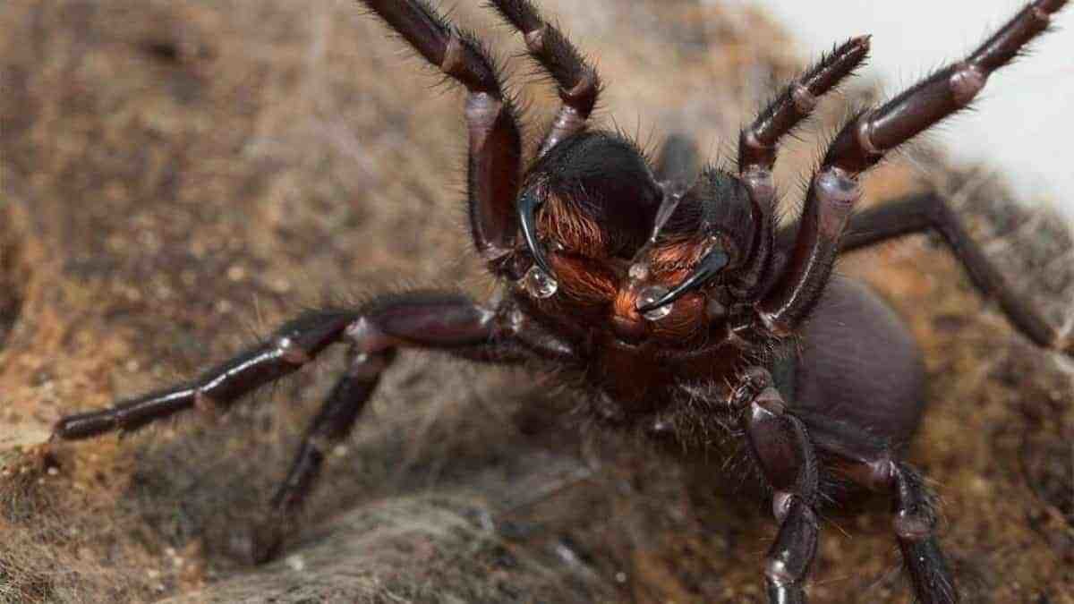 VIDEO: Sorprende enorme ejemplar de araña embudo en Australia