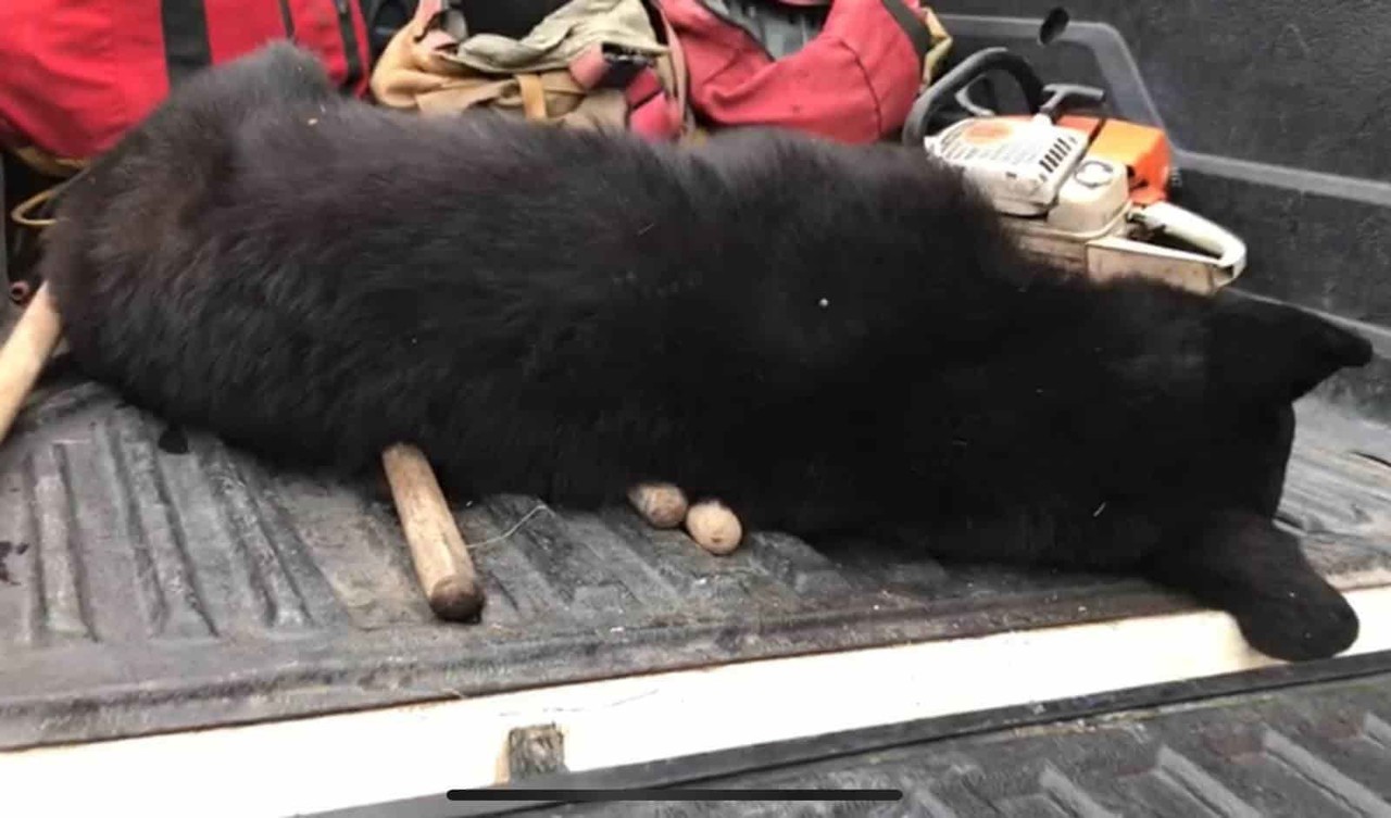 Atropellan y matan a oso en la Carretera Nacional