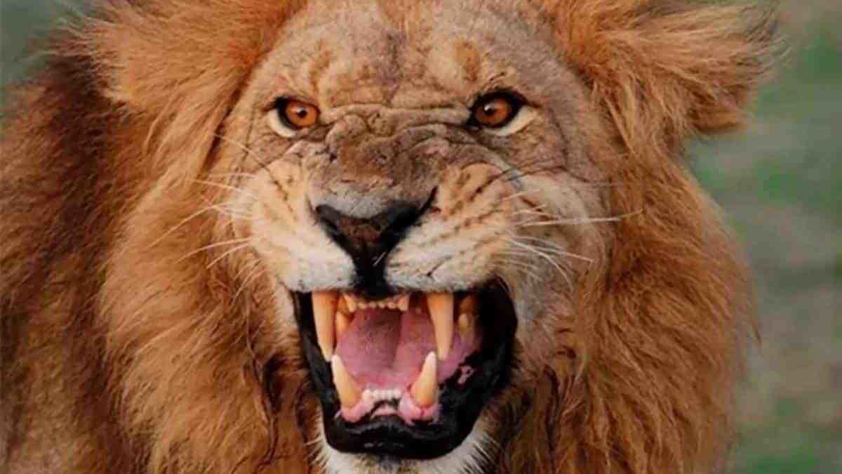 Escapa león de jaula y mata a su cuidador