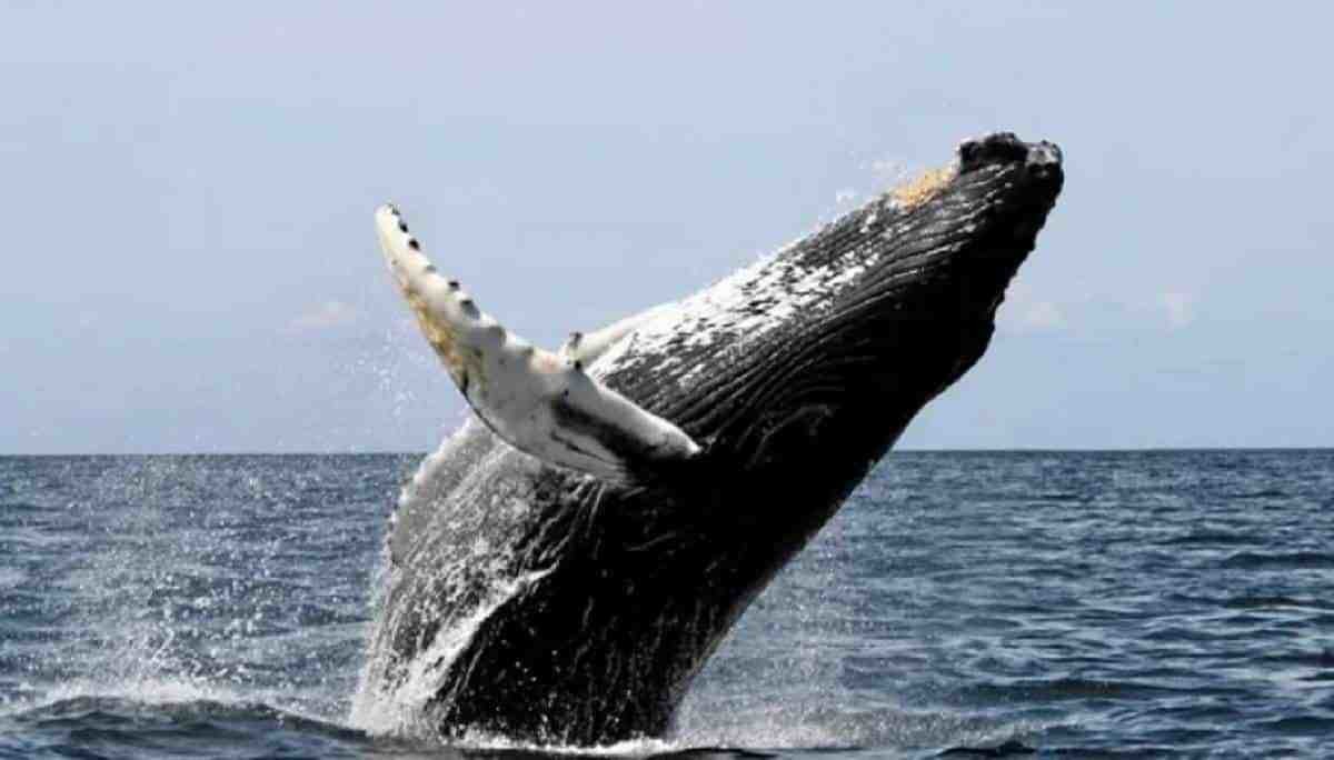 Protegen a raras ballenas detectadas al sureste de NY