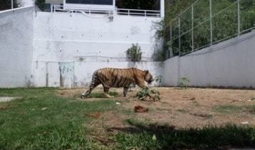 Tigre de bengala sigue suelto en Jalisco: PROFEPA