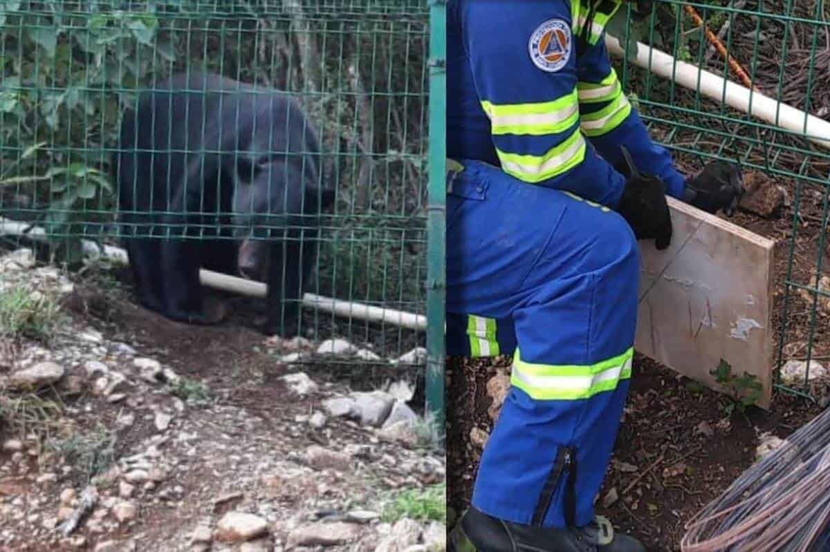 Le quitan su puerta a oso curioso en Valle Poniente, Santa Catarina