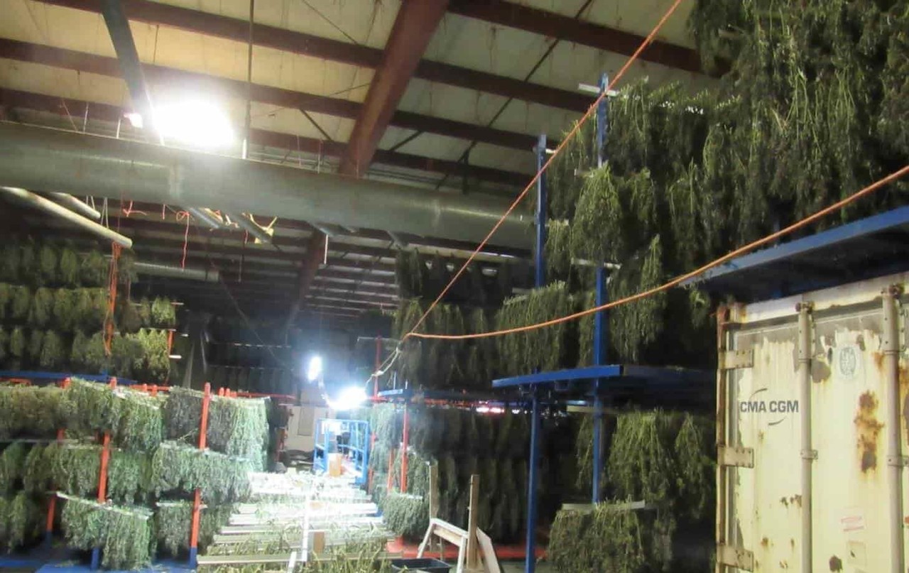 Policía de Oregon decomisa 250 toneladas de marihuana