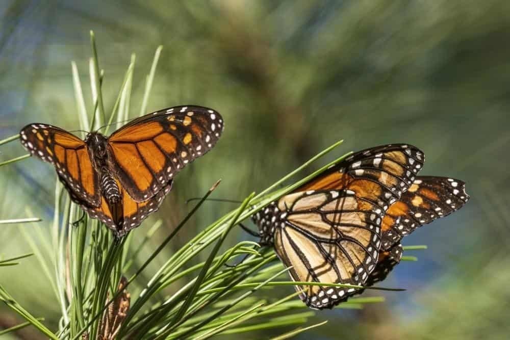 Mariposas monarcas dan nuevas señales de vida