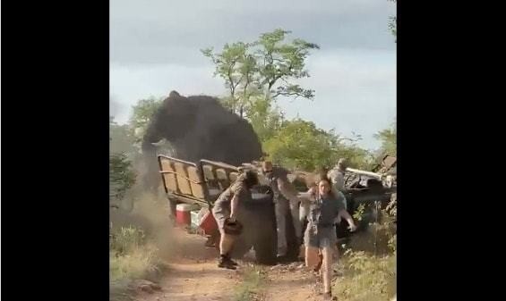 Enorme elefante embiste a turistas en safari