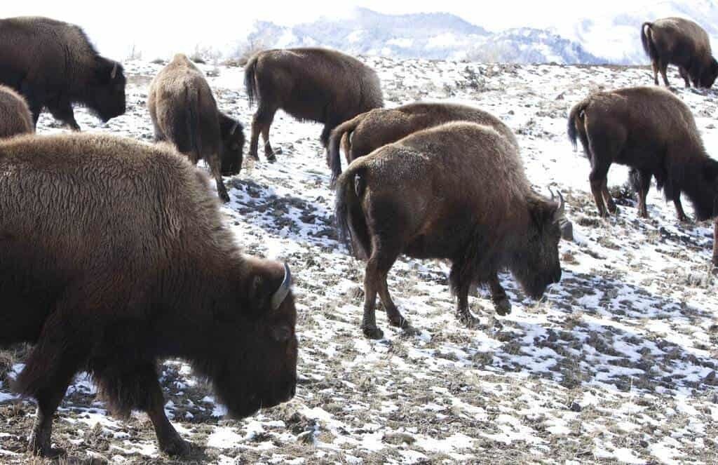 Autoriza EU matanza de 900 bisontes de Yellowstone