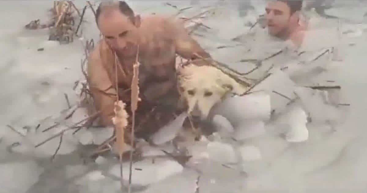 Héroes sin capa: Policías rescatan a perro en lago congelado