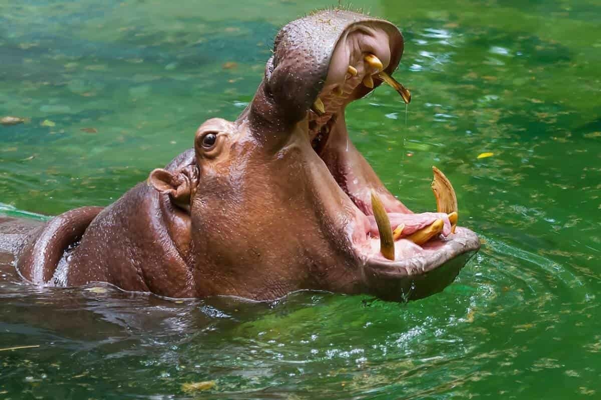 Hipopótamos de Bélgica contraen COVID-19