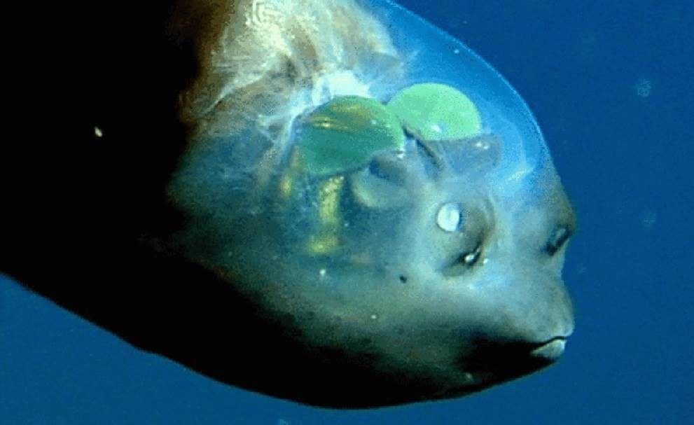 Captan pez de cabeza transparente en aguas profundas de EU