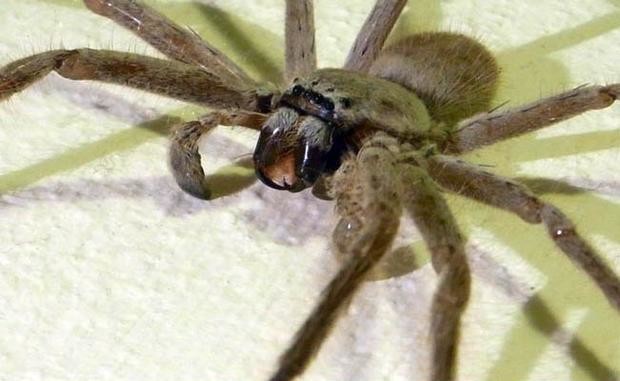Invaden miles de arañas pueblo en Indonesia