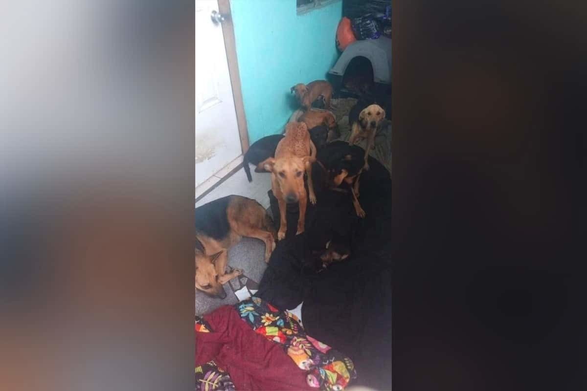 Improvisa su casa como albergue para perros y gatos en Matamoros