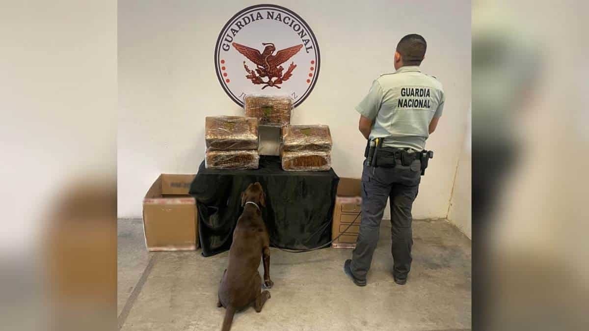 Decomisa Guardia Nacional droga en empresa de paquetería en Santa Catarina