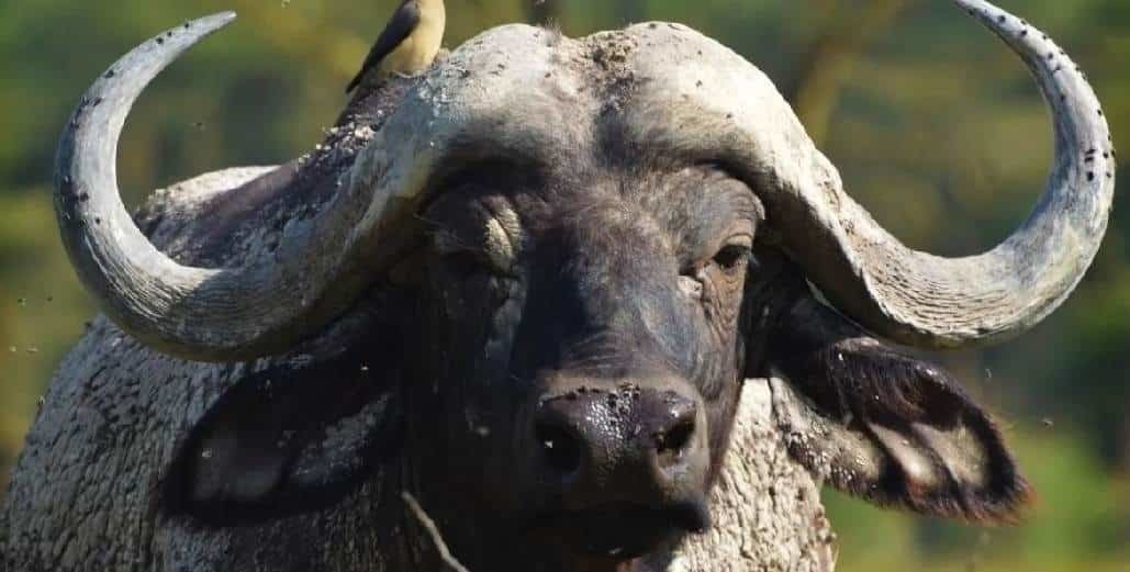 Embiste búfalo a hombre en restaurante de China