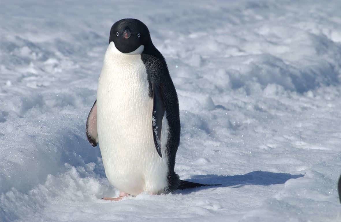 Salta pingüino de placa de hielo desprendida; lo recibe con emoción