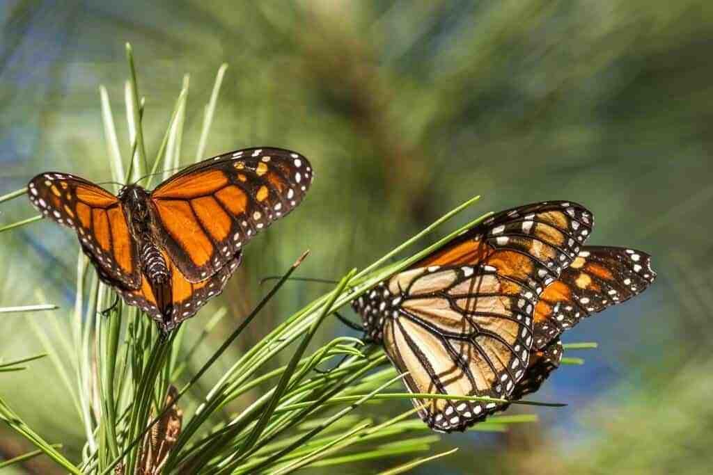 ¡De 2 mil a 200 mil! Se recupera población de mariposas monarca