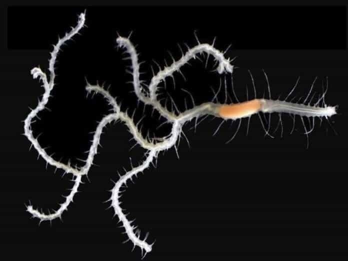 Rey Ghidorah, nueva especie de gusano marino ramificado