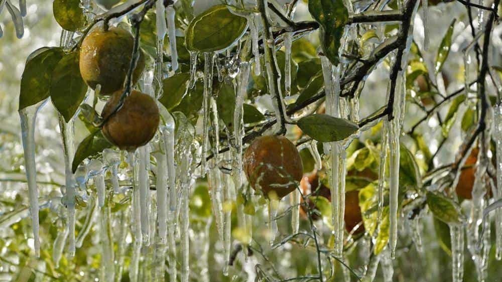 Se congelan cultivos e iguanas por el intenso frío en Florida