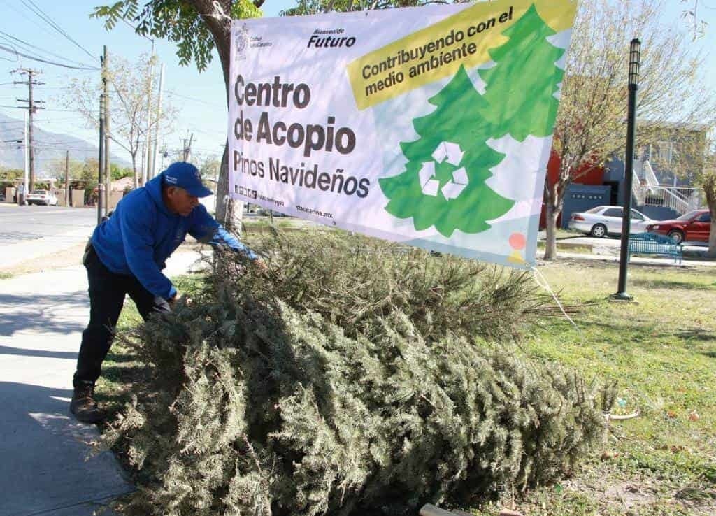 Santa Catarina instala centros de acopio para pinos navideños
