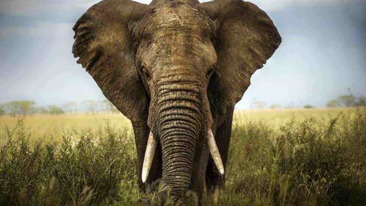 Ataca elefante auto con familia