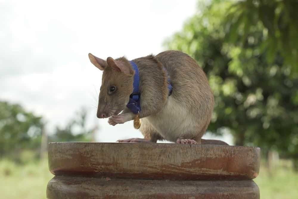 Muere rata famosa detectora de minas terrestres en Camboya