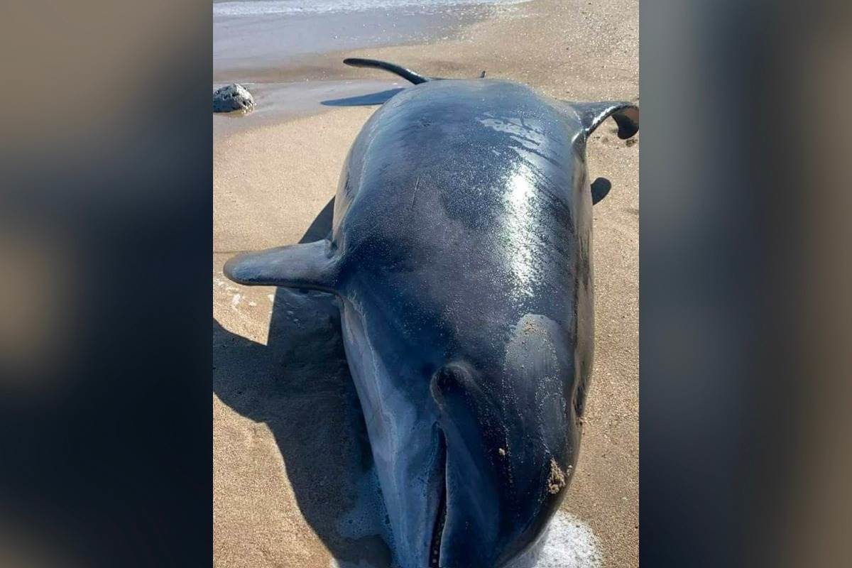 Aparece delfín muerto en playa Miramar