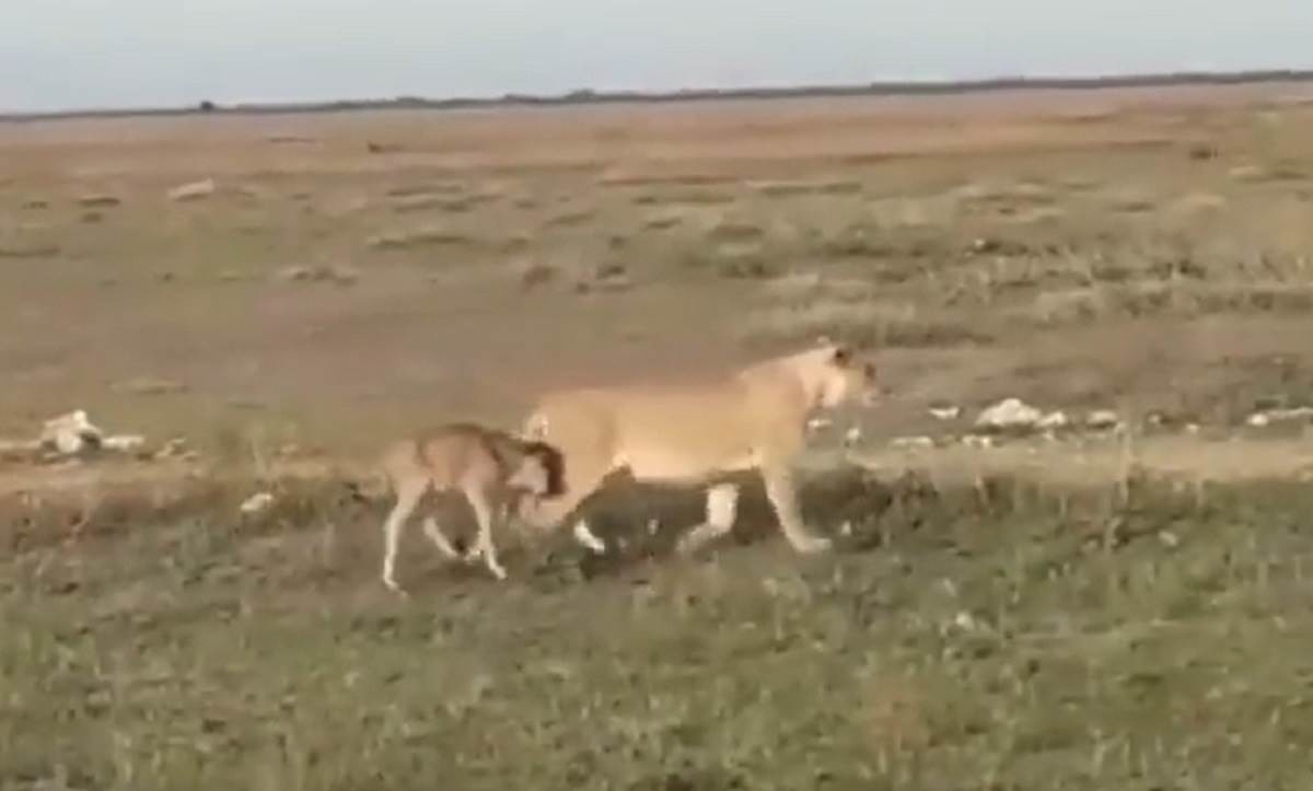Protege leona a un ñu de manada de leones hambrientos