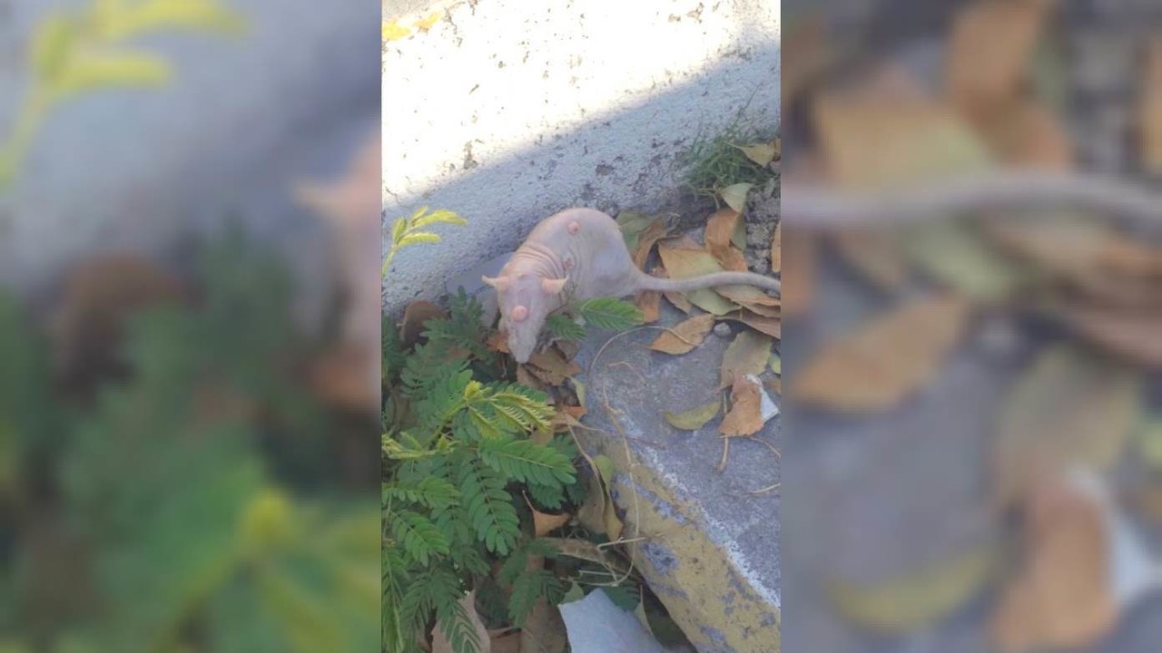 ¿Rata o tlacuache? Se viraliza foto de animal en San Nicolás