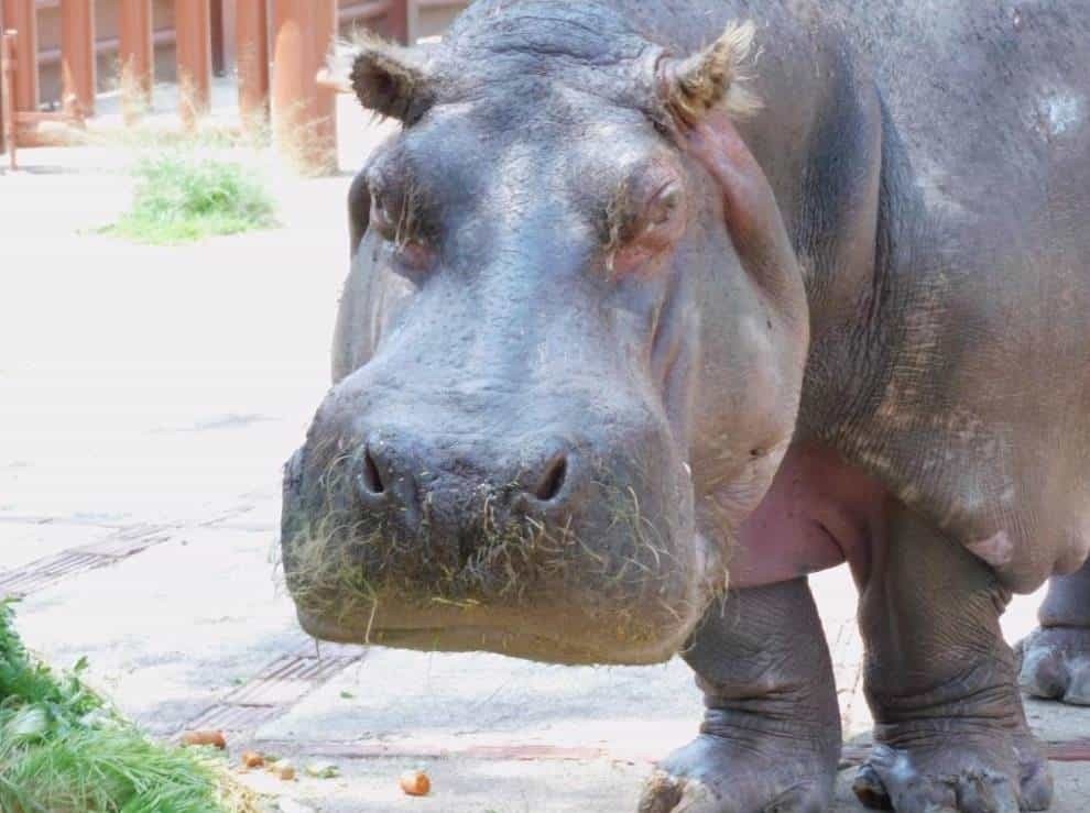 ¡Adiós Inés! Muere hipopótamo más longevo del Zoo de San Juan de Aragón